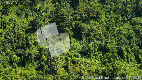 Image of Rain forest in Myanmar