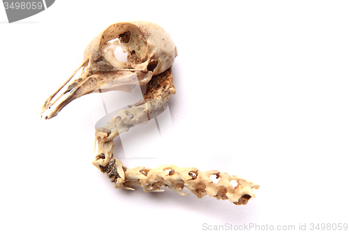 Image of bird skull isolated