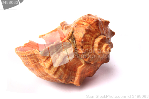 Image of bulgarian shell