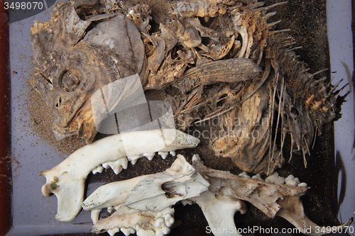Image of carp fish and pig head skeleton 