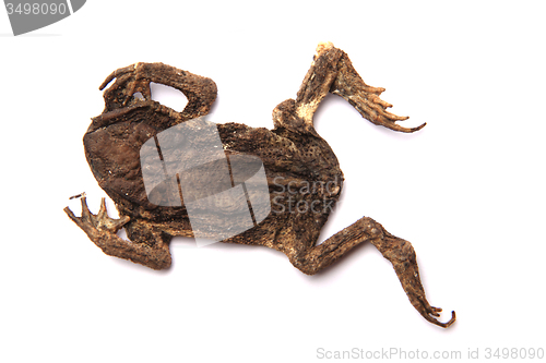 Image of daed frog isolated