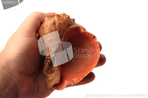 Image of bulgarian shell