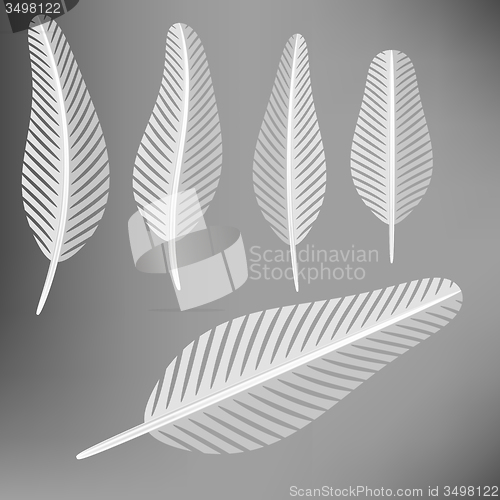 Image of Set of Grey Feathers