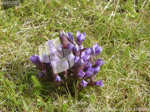Image of violet flower in Iceland
