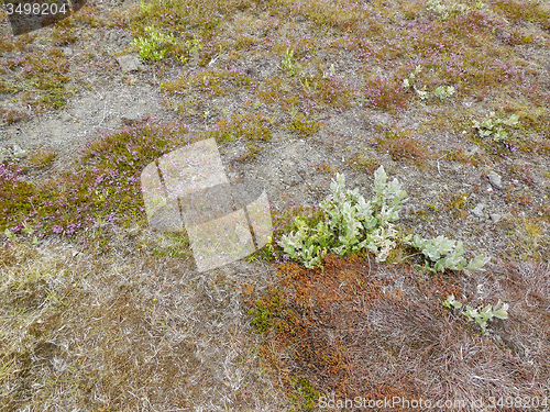 Image of vegetation in Iceland