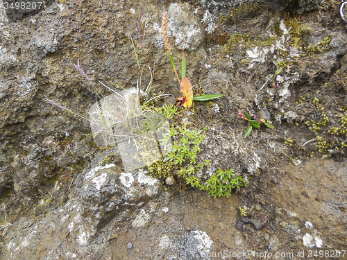 Image of vegetation in Iceland