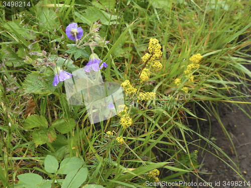 Image of vegetation in Iceland