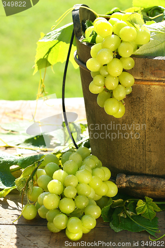 Image of Green grapes and leaves