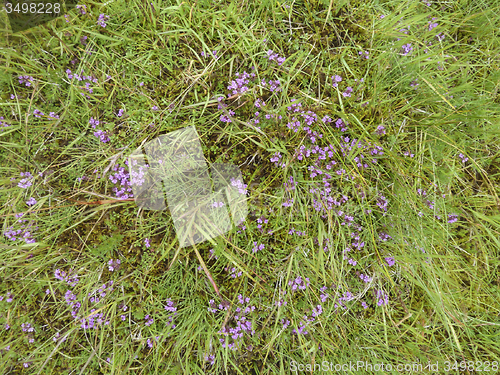 Image of vegetation in Iceland