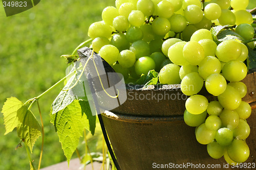 Image of Green grapes in the sun