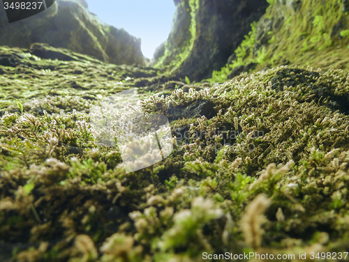 Image of vegetation in Iceland