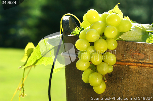 Image of Grapes in wine bucket