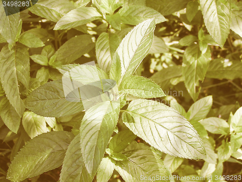 Image of Retro looking Peppermint picture