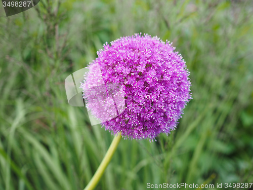 Image of Purple Allium flower