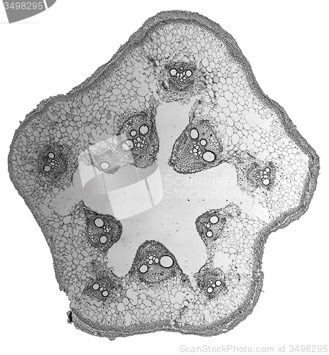 Image of Black and white Cucurbita stem micrograph