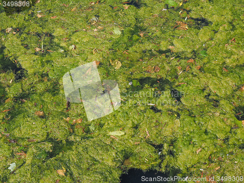 Image of Green algae