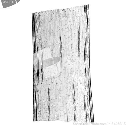 Image of Black and white Corn stem micrograph