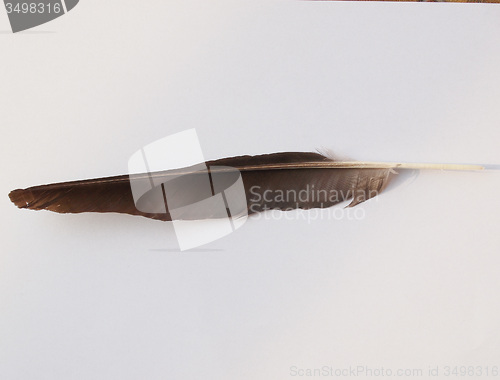 Image of Black Crow bird feather