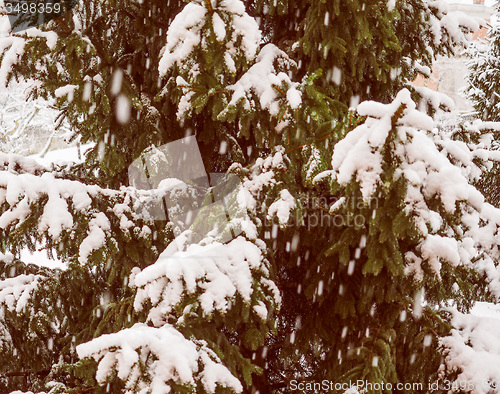 Image of Retro look Pine tree