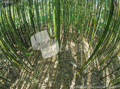 Image of Bamboo tree