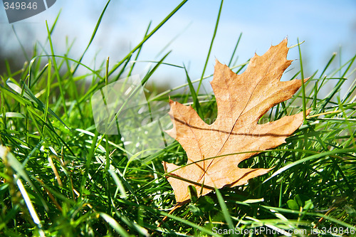 Image of Oak leaf in the grass