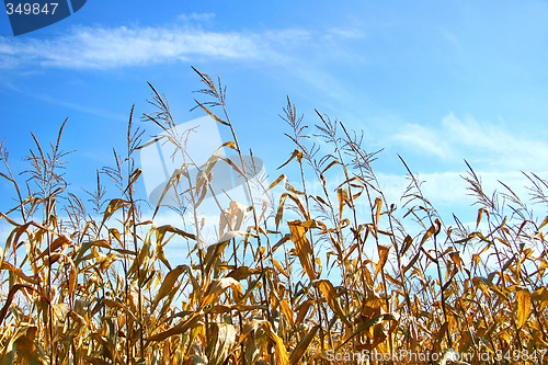 Image of Autumn corn