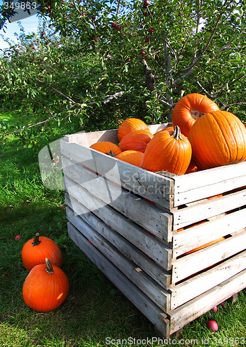 Image of Autumn pumpkins in a apple orchard