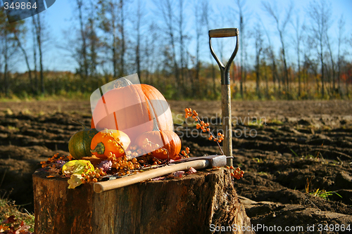 Image of Autumn pumpkins in the garden