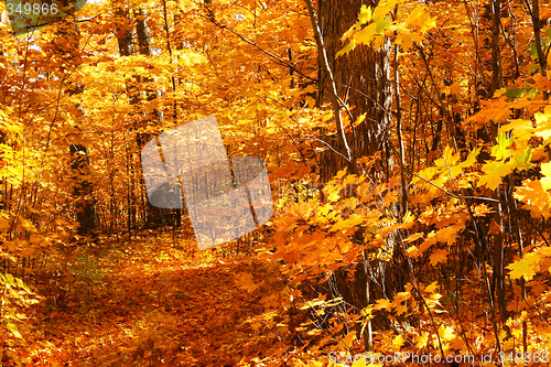 Image of Walking through the maple trees