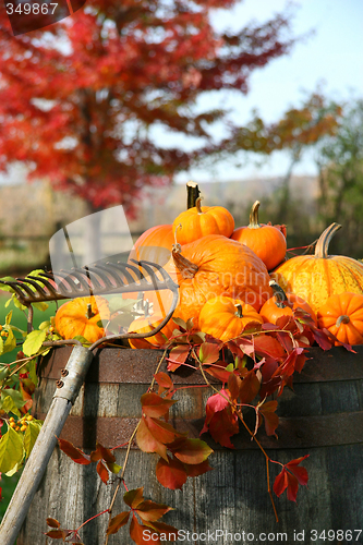 Image of Rake and pumpkins