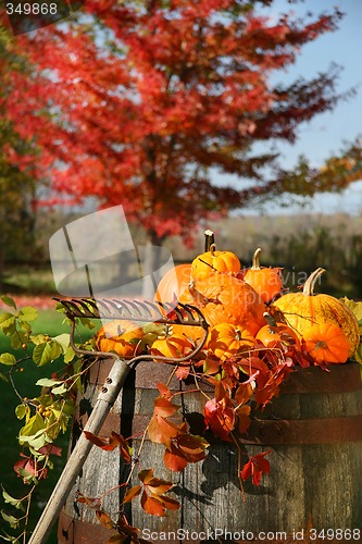 Image of Autumns colorful harvest