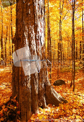 Image of Sugar Maple trees