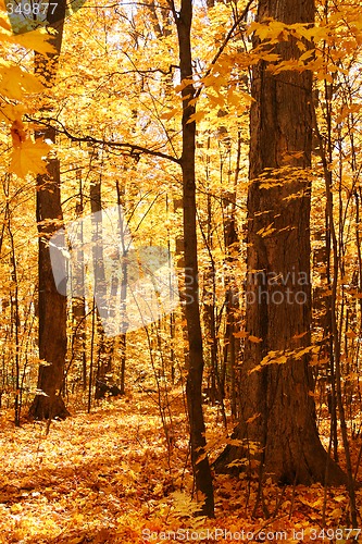 Image of Forest of gold