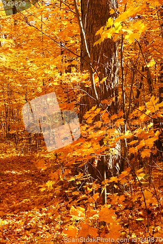 Image of Golden maple trees