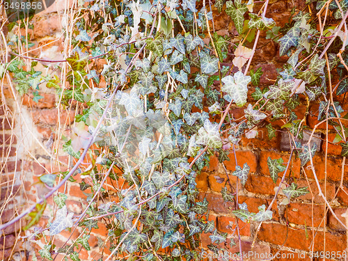 Image of Retro look Ivy leaves background