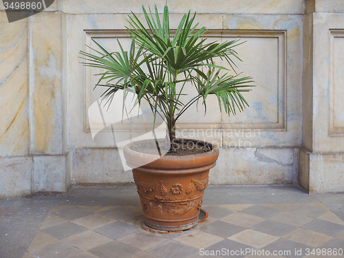 Image of Palm tree