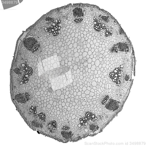 Image of Black and white Heliansthus stem micrograph