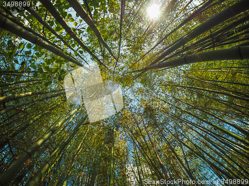 Image of Bamboo tree