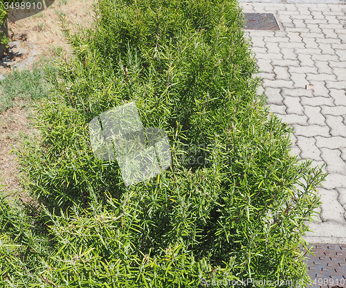 Image of Rosemary plant