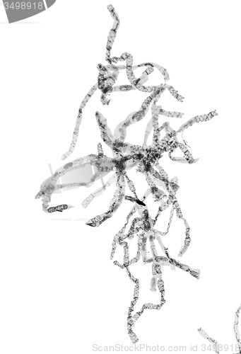 Image of Black and white 