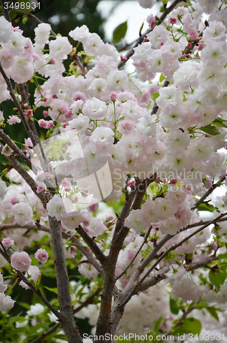 Image of Sakura cherry flower blossom