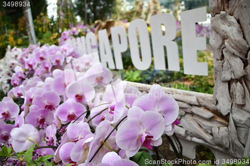 Image of Flower Dome at Gardens by the Bay in Singapore