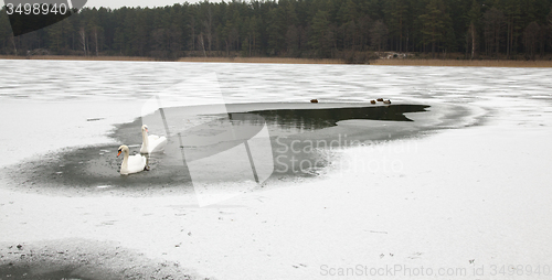 Image of  swans swim