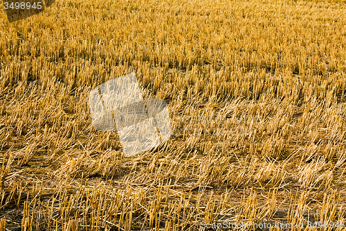 Image of cleaning wheat