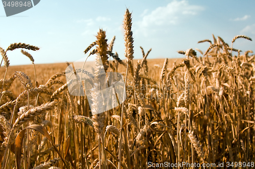 Image of  mature wheat 