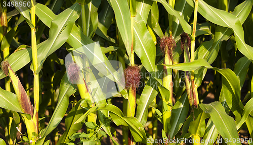 Image of mature corn  