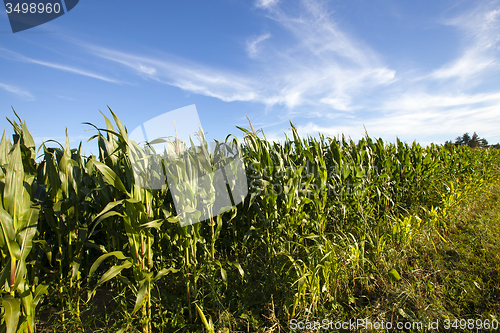 Image of  grow corn