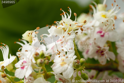 Image of chestnut flower 