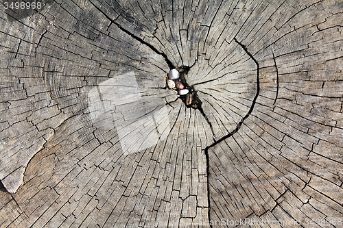 Image of   sawed trees