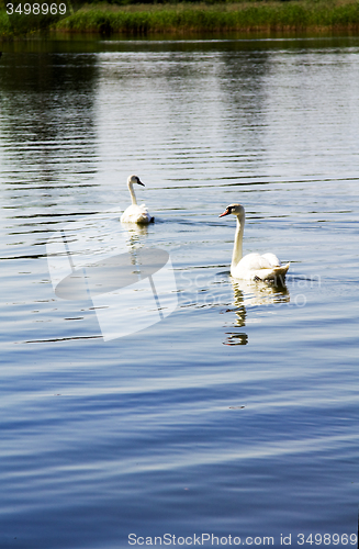 Image of   white swans